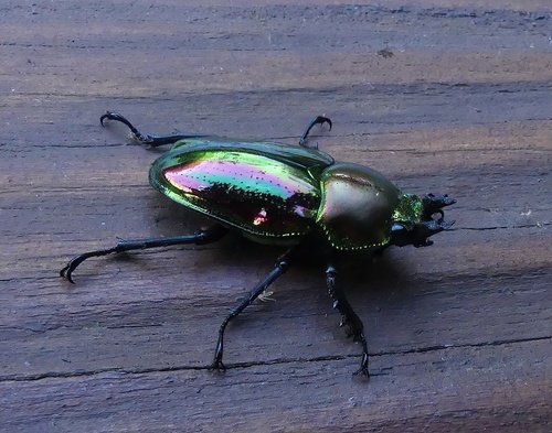 Rainbow Stag Beetle — 7