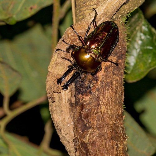 Rainbow Stag Beetle — 8