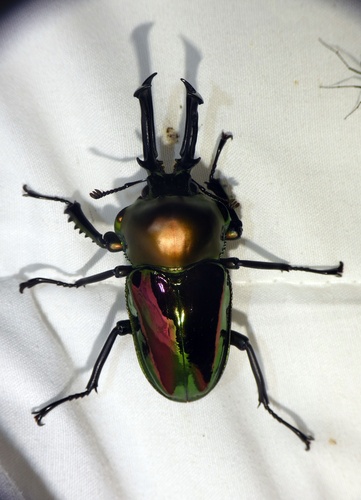 Rainbow Stag Beetle — 10