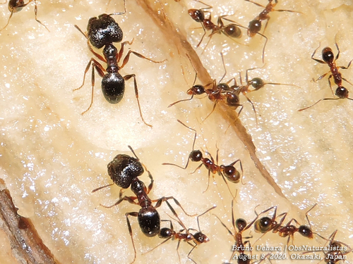 Pheidole nodus — 1