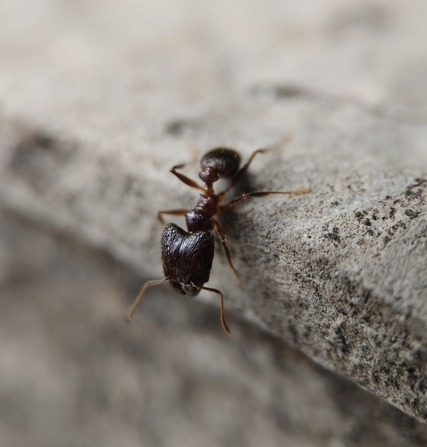 Pheidole nodus — 2