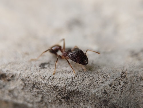 Pheidole nodus — 3