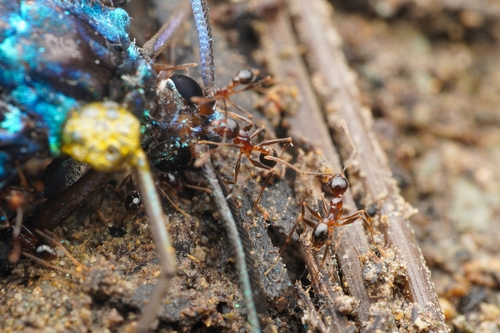 Pheidole nodus — 10