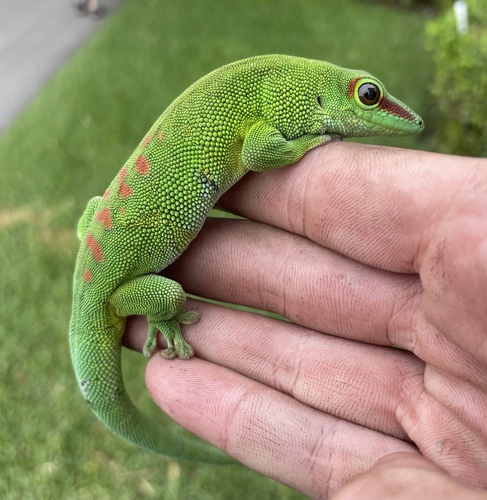Madagascar Giant Day Gecko — 2