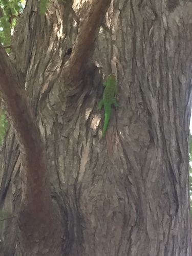 Madagascar Giant Day Gecko — 10