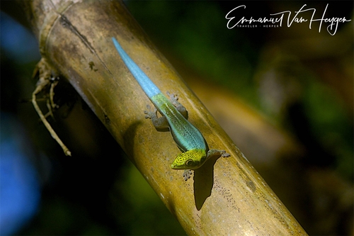 Neon Day Gecko — 2