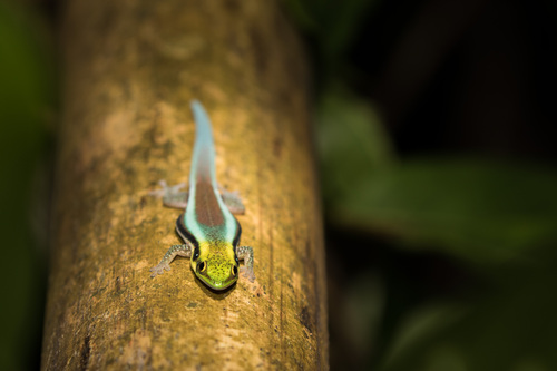 Neon Day Gecko — 9