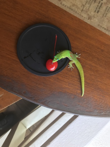 Gold Dust Day Gecko — 2