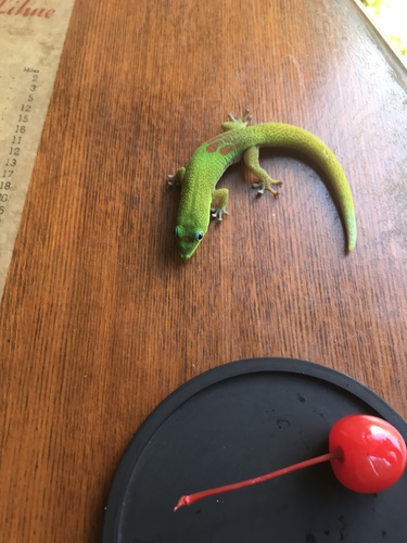Gold Dust Day Gecko — 3