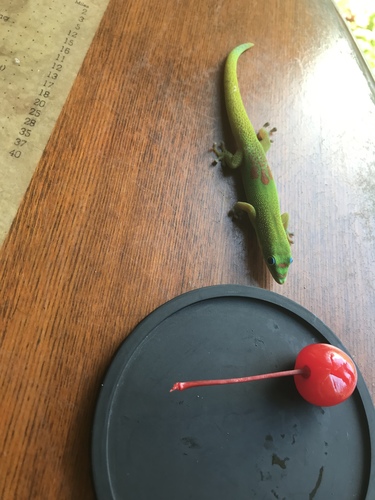 Gold Dust Day Gecko — 4