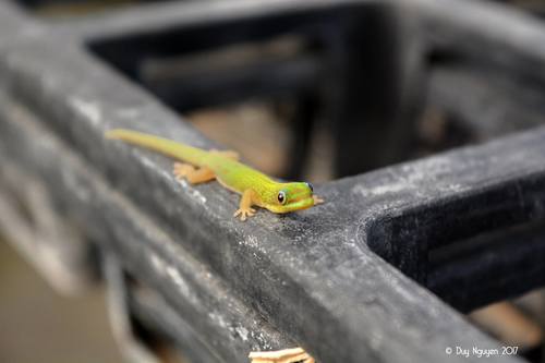 Gold Dust Day Gecko — 6
