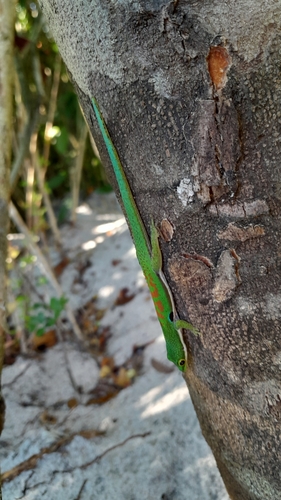 Peacock Day Gecko — 4