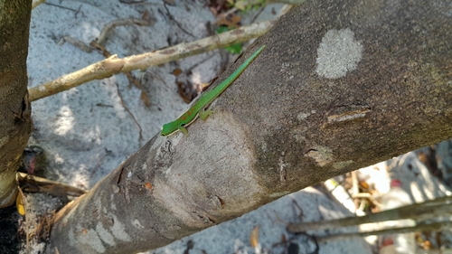 Peacock Day Gecko — 6