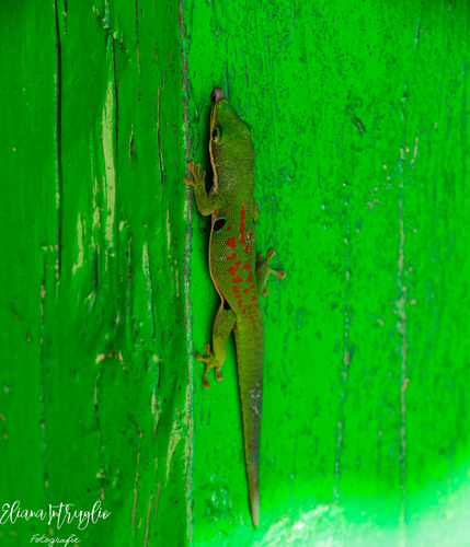 Peacock Day Gecko — 7