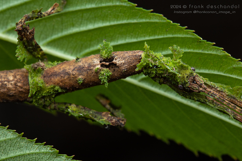 Stag Stick Insect — 3