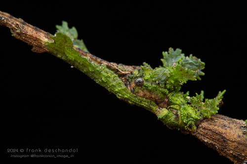 Stag Stick Insect — 4