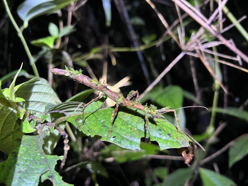 Stag Stick Insect — 7