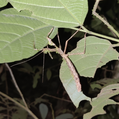 Stag Stick Insect — 8