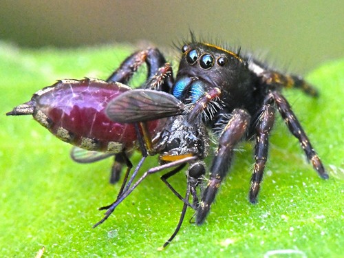 Bold Jumping Spider — 2