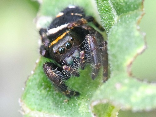 Bold Jumping Spider — 5