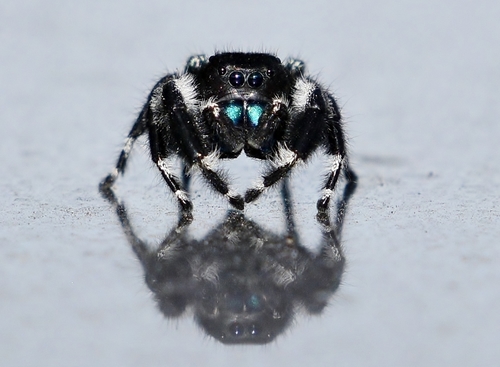 Bold Jumping Spider — 7