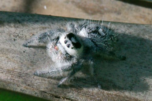 Phidippus regius Everglades — 4