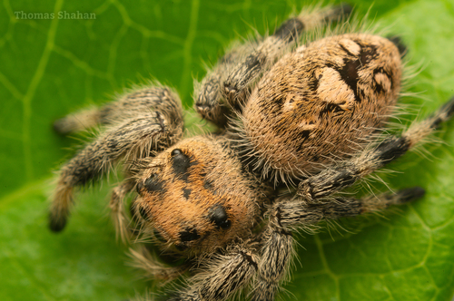 Phidippus regius Everglades — 6