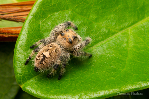 Phidippus regius Everglades — 7
