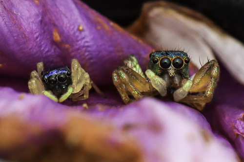 Iridescent Asian Jumping Spider — 3
