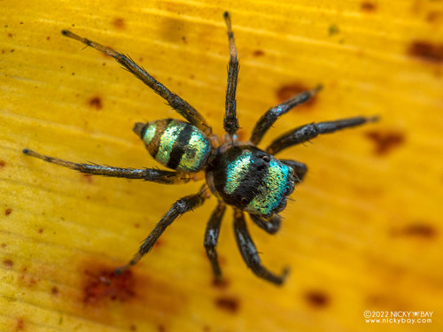 Iridescent Asian Jumping Spider — 8