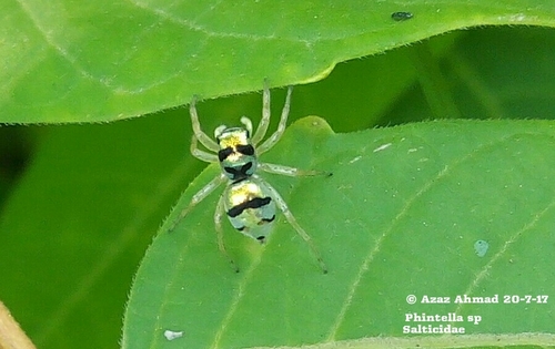 Iridescent Asian Jumping Spider — 9