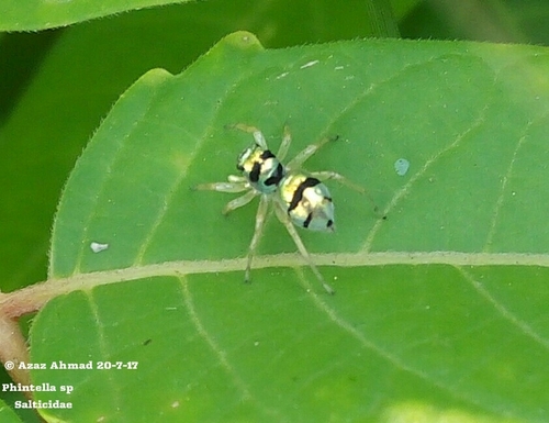 Iridescent Asian Jumping Spider — 10