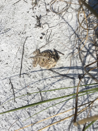 Horned Lizard — 3
