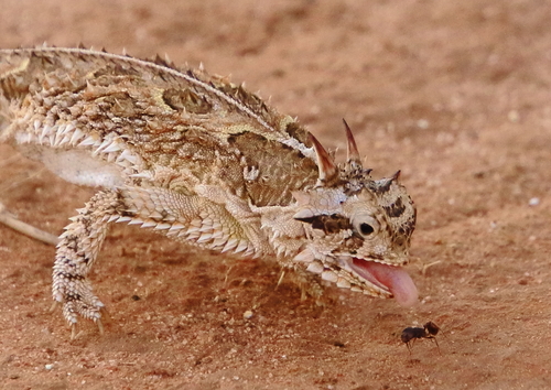 Horned Lizard — 4