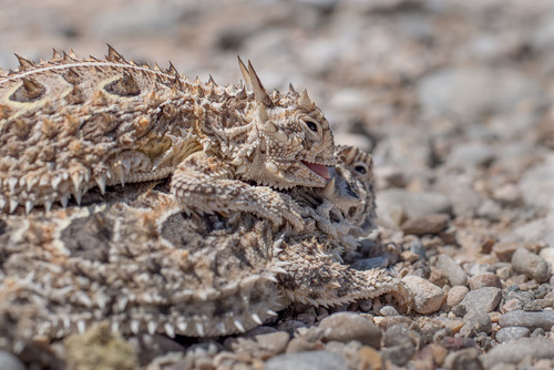 Horned Lizard — 9