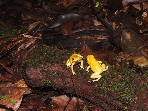 Golden Poison Frog — 3