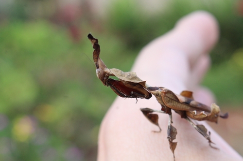 Ghost Mantis — 6