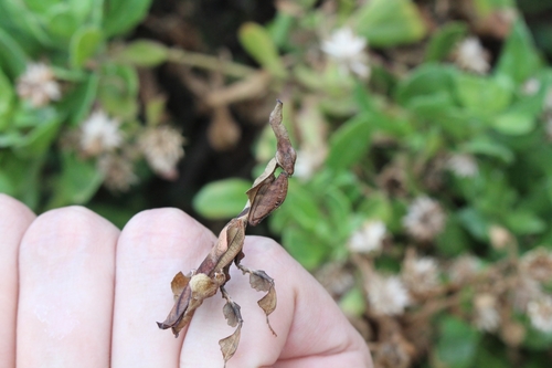 Ghost Mantis — 8