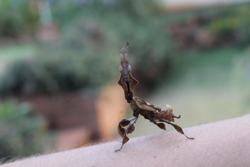 Ghost Mantis — 9