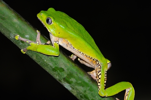 Giant Monkey Frog — 2
