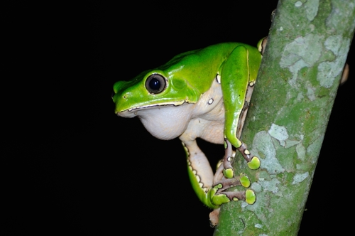Giant Monkey Frog — 4