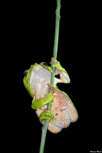Giant Monkey Frog — 5