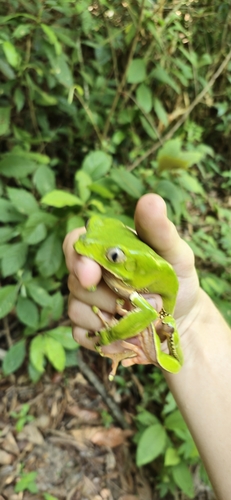 Giant Monkey Frog — 10