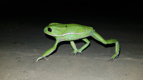 Waxy Monkey Tree Frog — 4