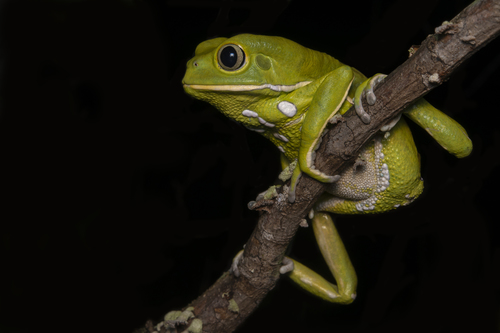 Waxy Monkey Tree Frog — 5