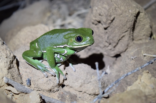 Waxy Monkey Tree Frog — 6