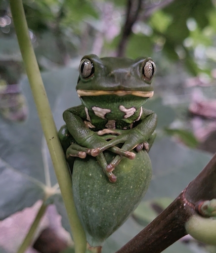 Waxy Monkey Tree Frog — 7