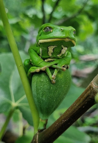 Waxy Monkey Tree Frog — 9