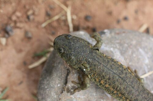 Iberian Ribbed Newt — 7