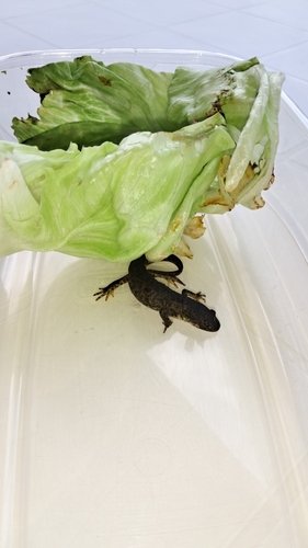Iberian Ribbed Newt — 9
